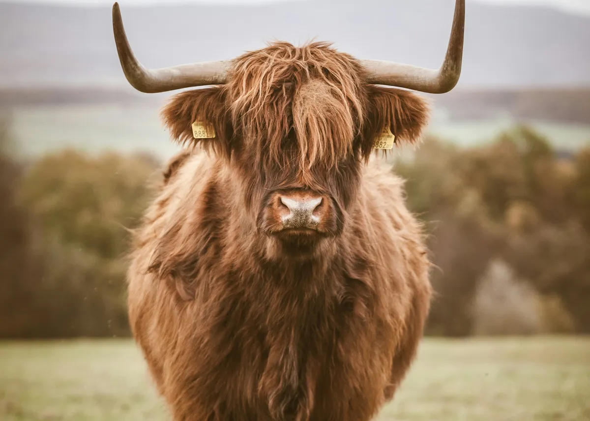 Desire Path Fallacy: Why 'Enlightened Shadow IT' is Architectural Negligence